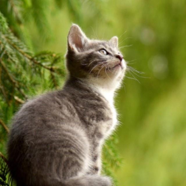 动物有哪些冷知识?-软件乐园