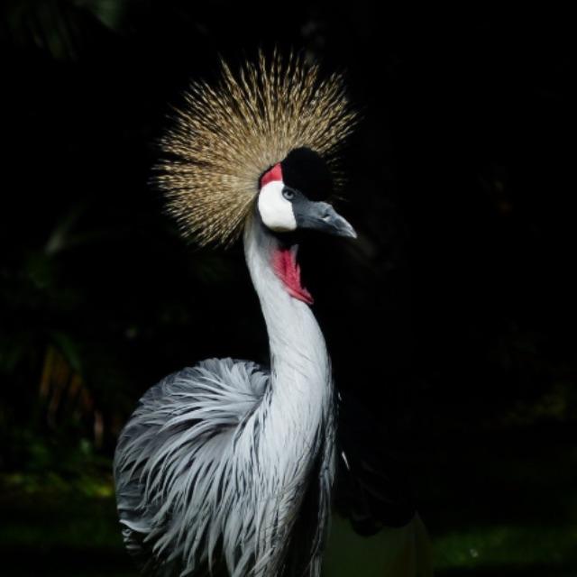 为什么凤是雄鸟,而结婚的时候却称「龙凤呈祥」?-软件乐园