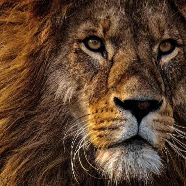 人类的眼白是什么时候进化出来的?-软件乐园