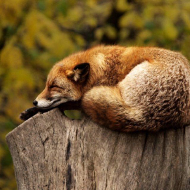 动物会感到疼痛吗?-软件乐园