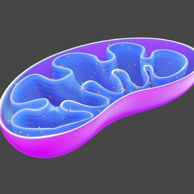 线粒体是怎么产生的?-软件乐园