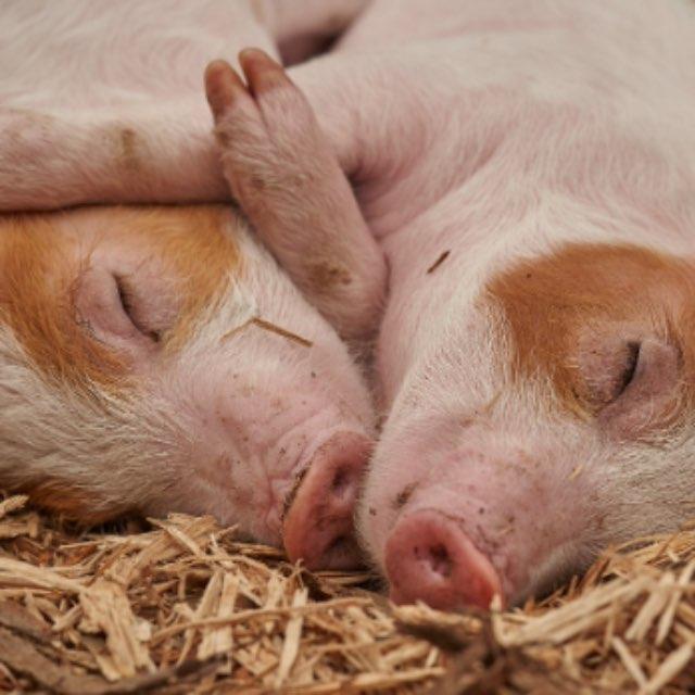 为什么猪没在进化中灭绝?-软件乐园