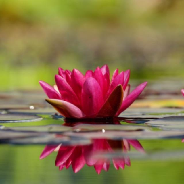 福寿螺能吃吗？-软件乐园