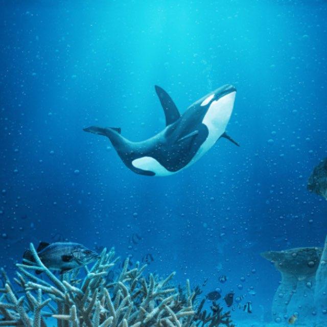 虎鲸的食物类型有哪些?-软件乐园