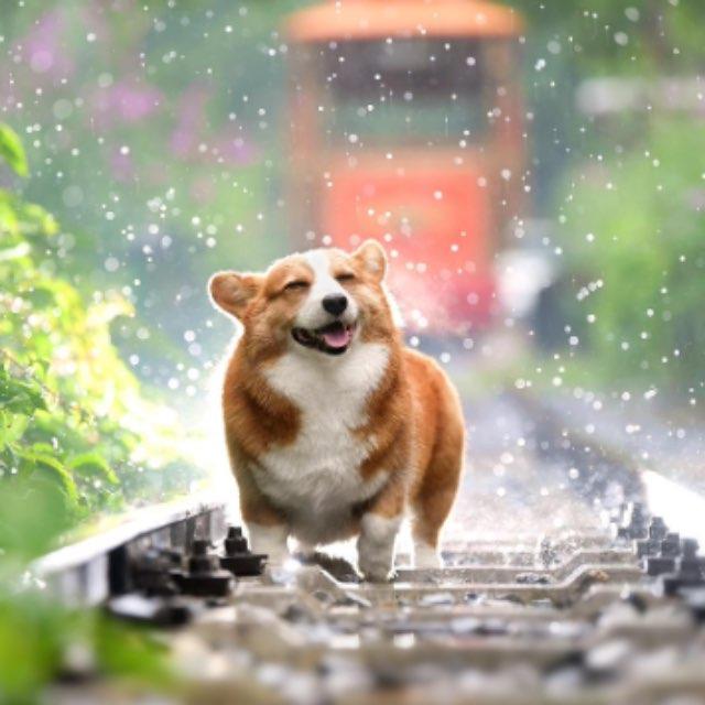 狗起源在哪里？-软件乐园