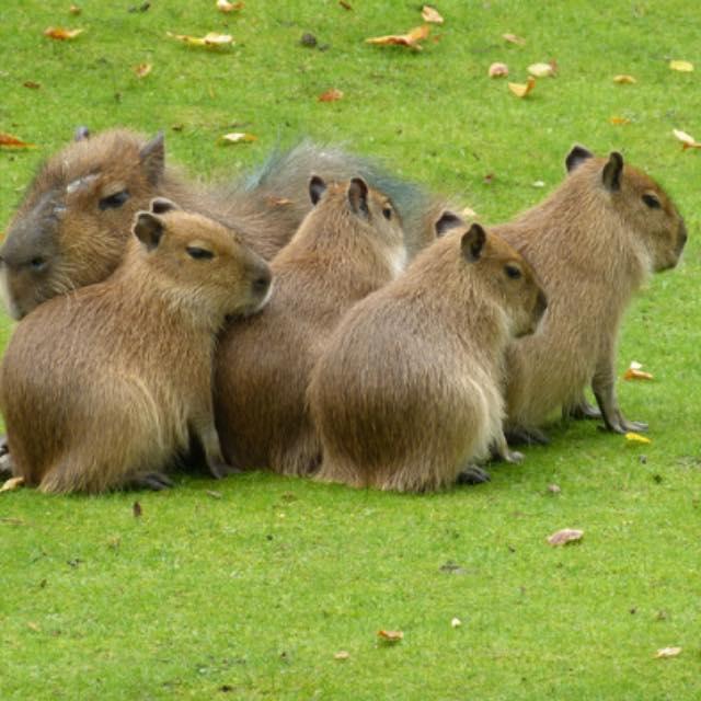 为什么有些动物喜欢吃便便？-软件乐园