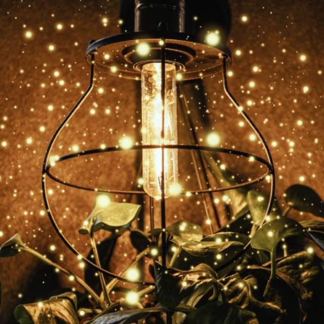 恐龙时代有「萤火虫」吗?它们也会发光吗?-软件乐园