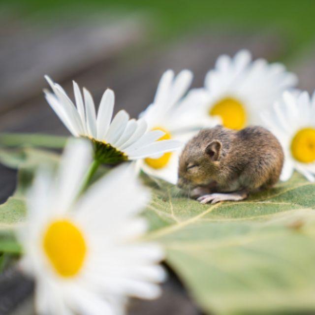 田鼠在洞里存粮一存就是几个月,粮食为什么不会发芽?-软件乐园