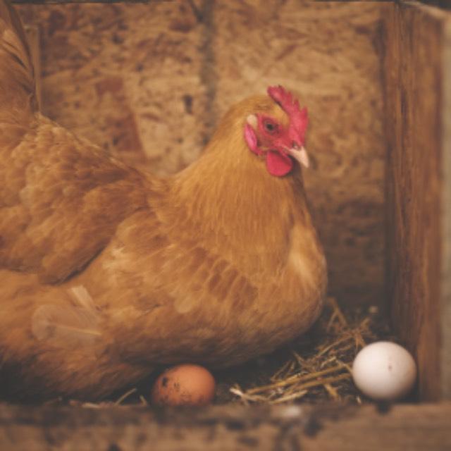 松花蛋中的铅哪里来的?-软件乐园