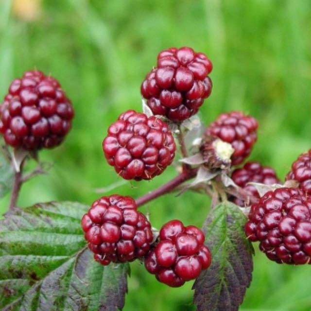 桑葚叶子为什么会这样长?-软件乐园