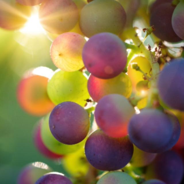 为什么狗吃葡萄会中毒,但是人吃葡萄不会中毒?-软件乐园