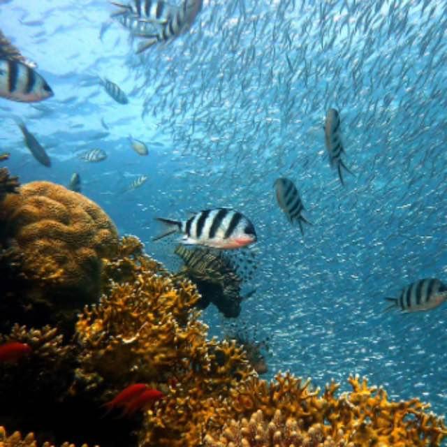 当孩子问「鱼儿用什么呼吸」该如何回答?-软件乐园