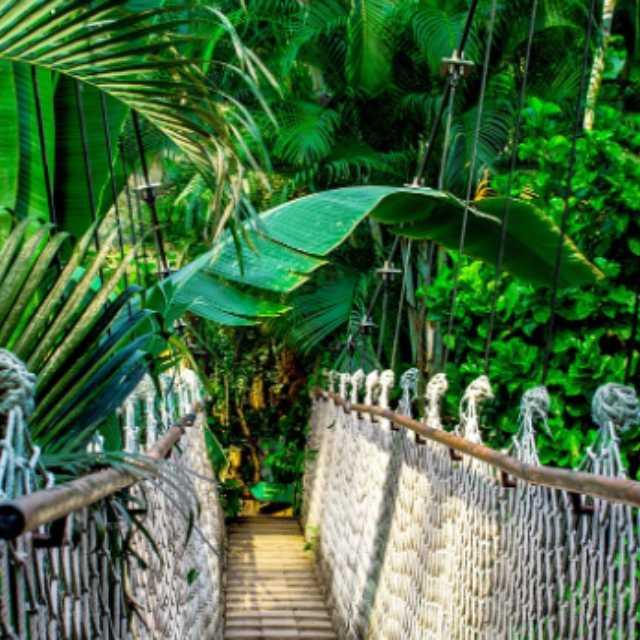 是不是在热带地区,只要植被多的地方蚊子就会特别多?如果是的话,数万年前在热带雨林的原始人是怎么生存?-软件乐园