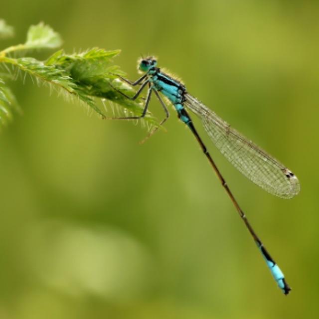 蜻蜓那么落后,为什么还是昆虫中的强势物种?-软件乐园