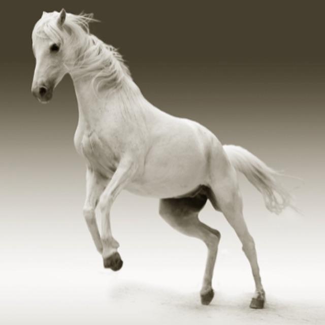 历史上真实可考的女将和女性军事统帅有哪些?-软件乐园