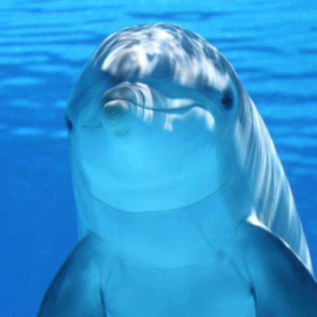 感觉有些动物的演技都比人的演技好?-软件乐园