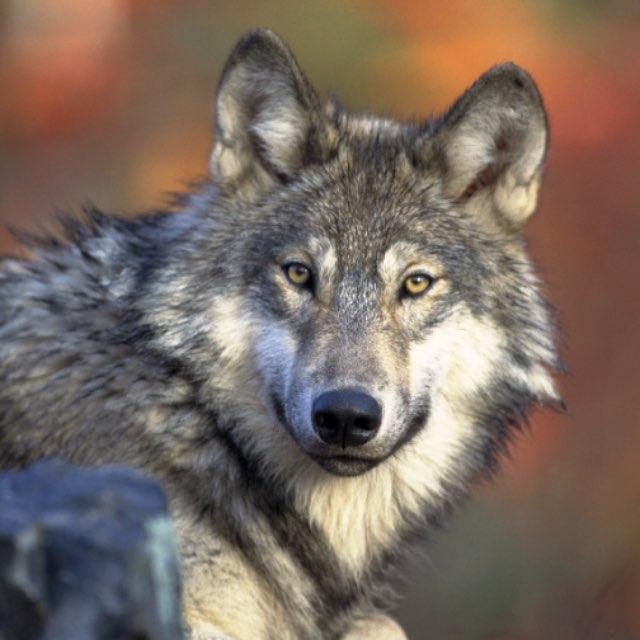 为什么狼群不敢攻击有牧羊犬保护的羊群?狼群难道打不过一条狗?-软件乐园