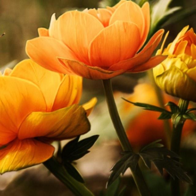 生命已经这么短了,为什么大多数人还是流于世俗而不追求真正想要的?-软件乐园