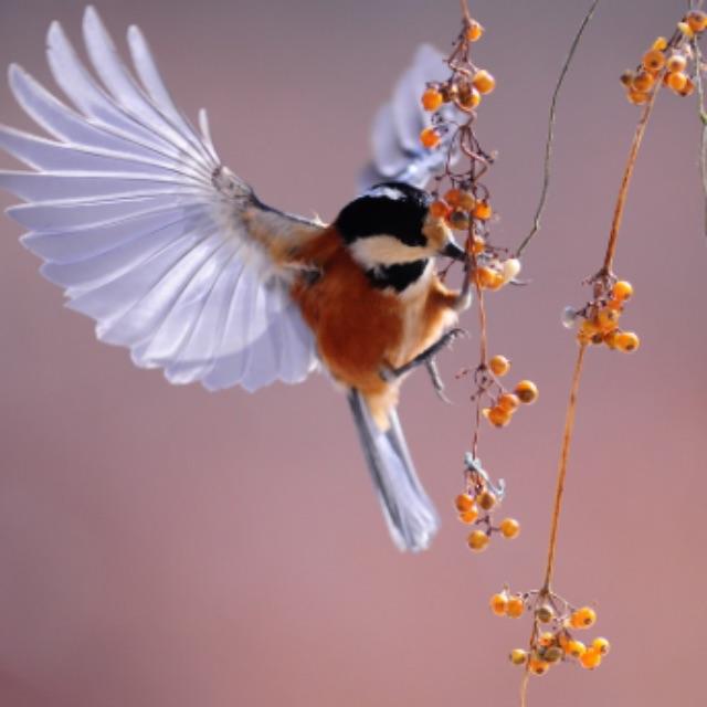 从生育角度看，雌性数量多于雄性数量多倍会生产更多的后代，为什么很多物种两性数量差不多？-软件乐园