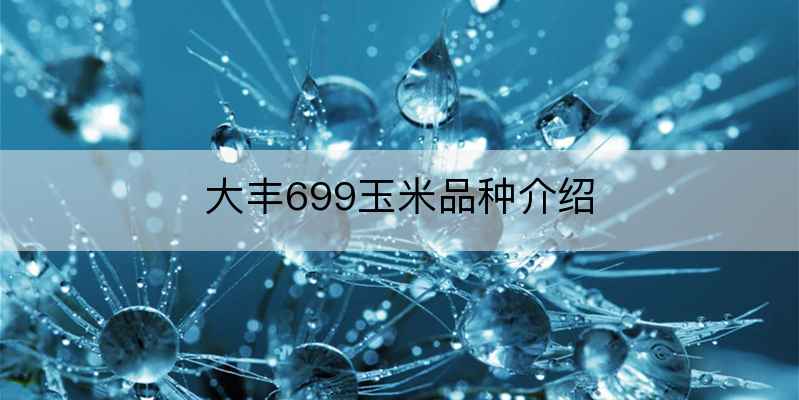 大丰699玉米品种介绍-软件乐园