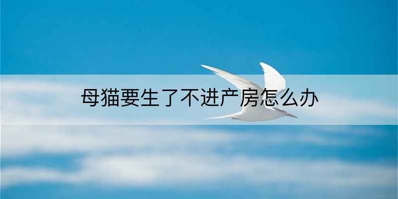 母猫要生了不进产房怎么办-软件乐园