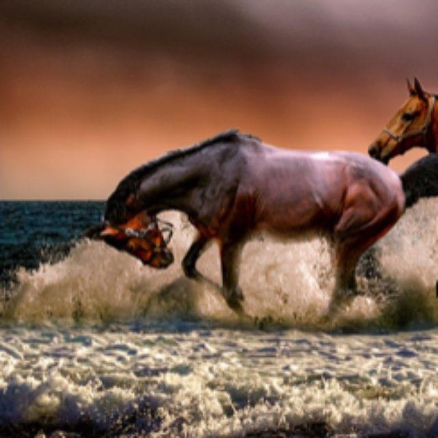 古代骑兵作战仅仅一人一马就行了吗?-软件乐园