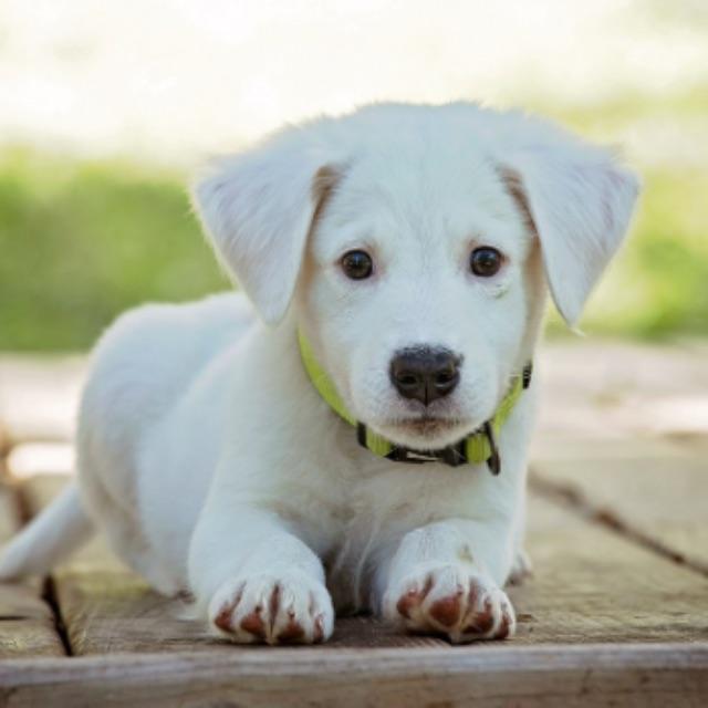 为什么马路上被压死的猫比被压死的狗多?-软件乐园