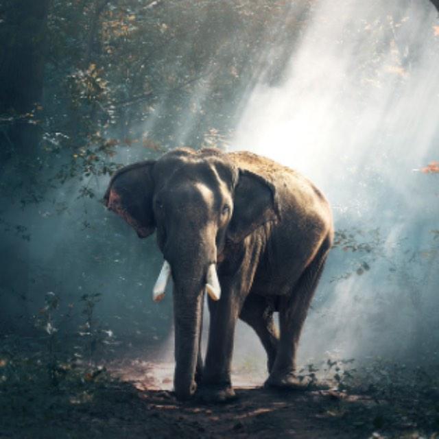 动物世界是怎么拍出来的？-软件乐园