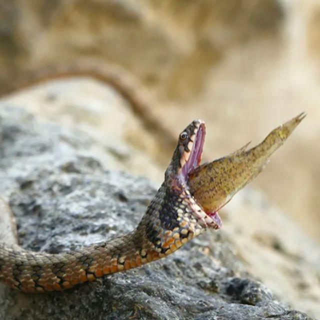 蛇吃东西会不会被自己噎死?-软件乐园