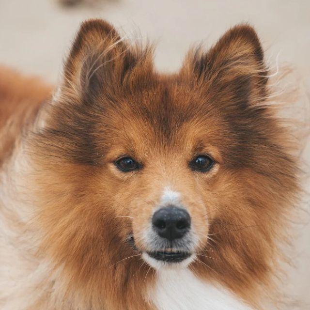 动物为什么可以不吃盐?-软件乐园