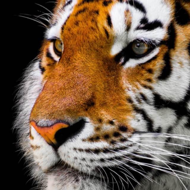 武松杀嫂,为什么要先扯开她的胸衣,多此一举还是另有深意?-软件乐园