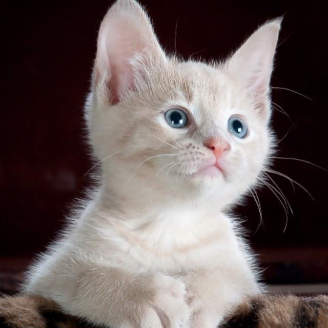 为什么猫咪总用「后脚」挠头,而不是用「前爪」挠头?-软件乐园