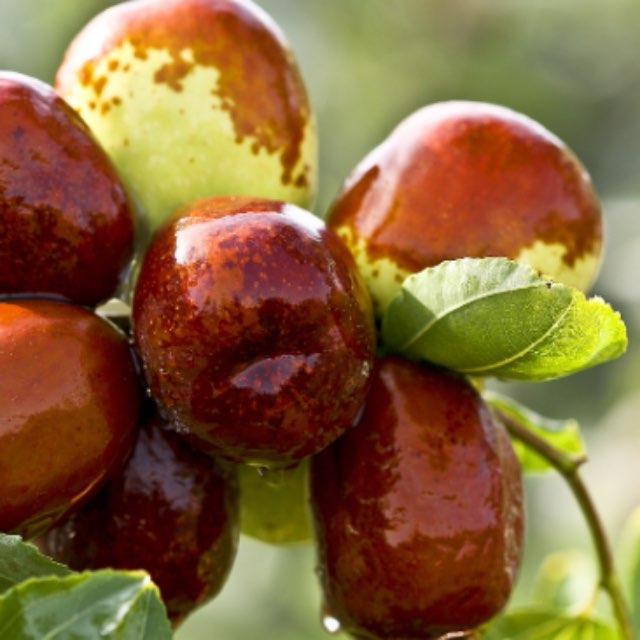 河北的张飞是杀猪的,山西的关羽是卖枣的,他们在哪学的武艺?-软件乐园