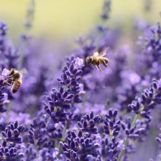 为什么古代紫色稀有?明明蓝红可以调出来?-软件乐园