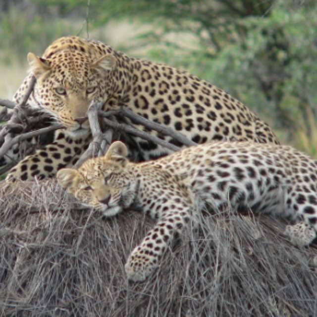 猫科动物战斗力那么强,为什么没有将犬科动物淘汰掉?-软件乐园