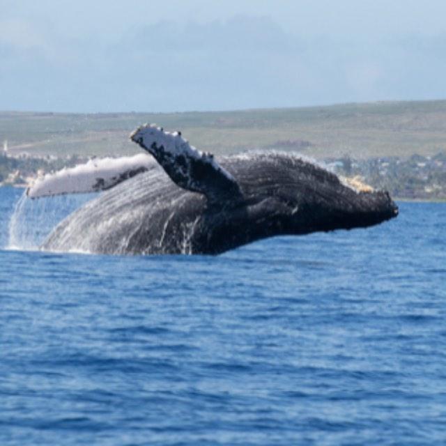 有氧潜水被鲸类吞下后是否还有自救可能?-软件乐园
