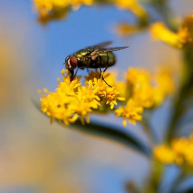 苍蝇为什么把自己的头拧下来?-软件乐园