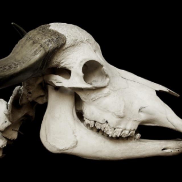 合弓纲为什么叫「合弓」?-软件乐园