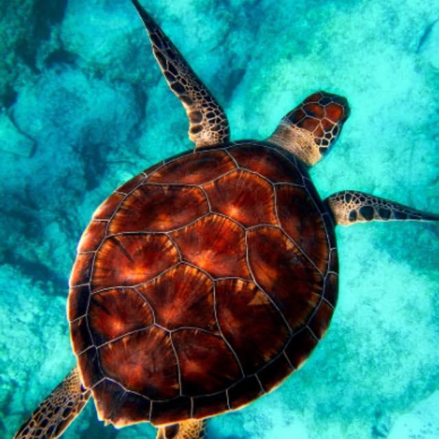 为什么可以通过细胞外液是盐溶液判断生命起源于海洋?-软件乐园