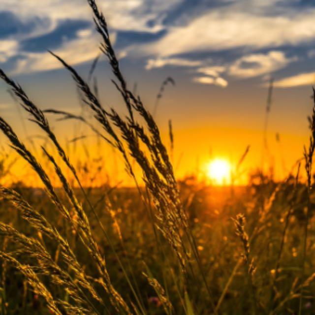 不用化肥,如何让没有肥力的土地快速变得有肥?-软件乐园