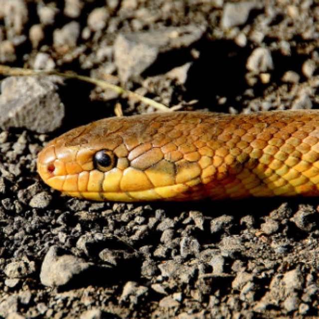 所有蛇一个祖先吗,现在也有腿退化快没的蜥蜴,是不是有数种蜥蜴趋同成进化类蛇型类?-软件乐园