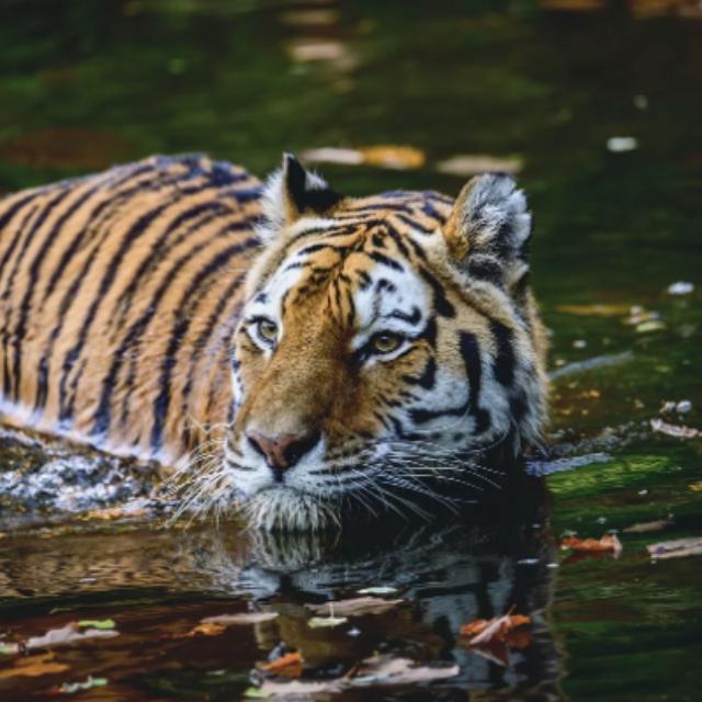 狮子老虎在中国谁的文化地位高?-软件乐园