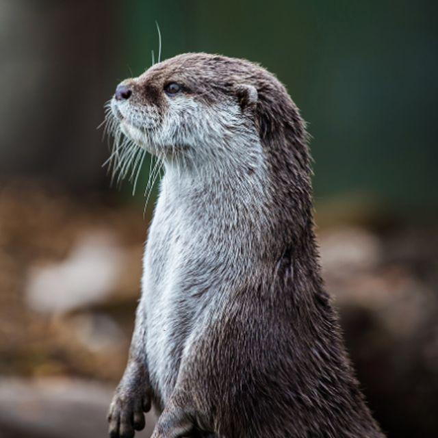 水獭滑雪是出于生活需要还是兴趣?-软件乐园