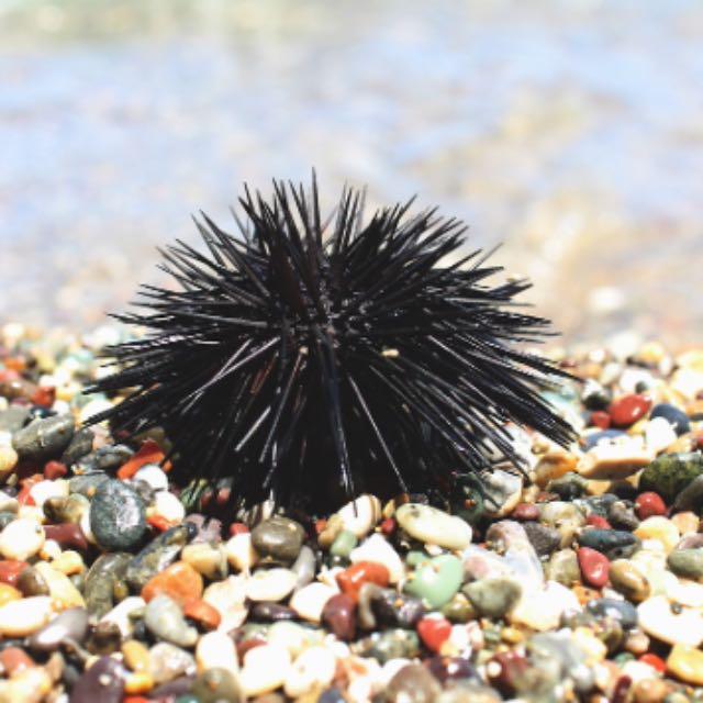 海獭吃海胆为什么不痛风?-软件乐园