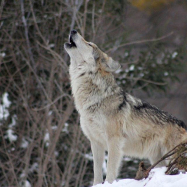 狼是怎么进化成狗的？-软件乐园