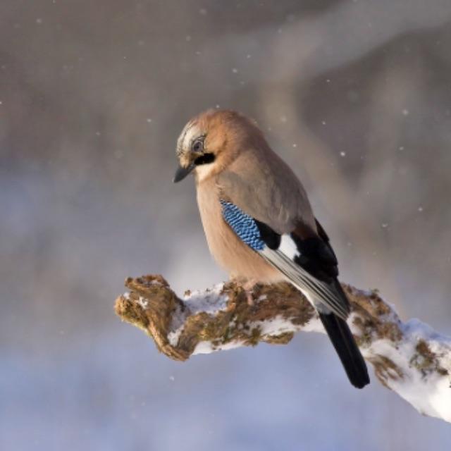 鸟类飞行有哪些规律?-软件乐园