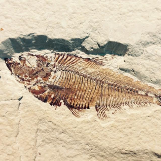 假如电鳗很早就灭绝了,生物学家能否通过其化石等推测出其可以放电?-软件乐园