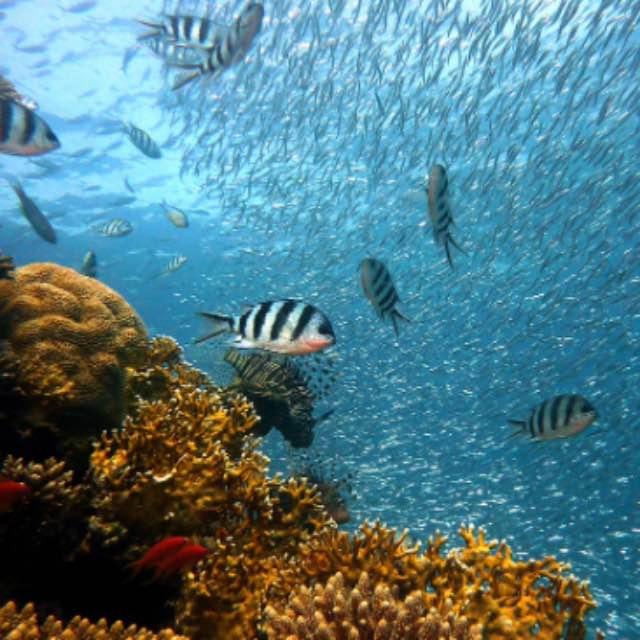 怎样区分青鱼、鳙鱼、草鱼、鲢鱼、鲤鱼、鲫鱼、鲳鱼、河鲀、鳝鱼、比目鱼、石斑鱼、黄鱼、鳕鱼、多宝鱼等?-软件乐园