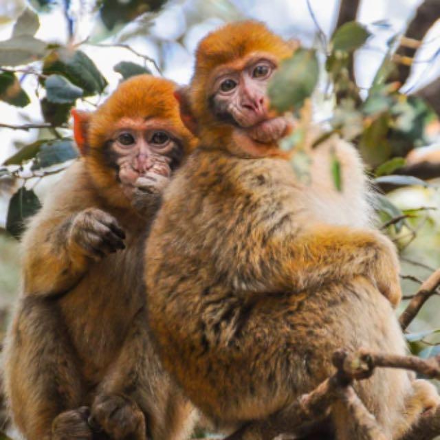 猴子进化到人的过程中,为什么那么同步?-软件乐园