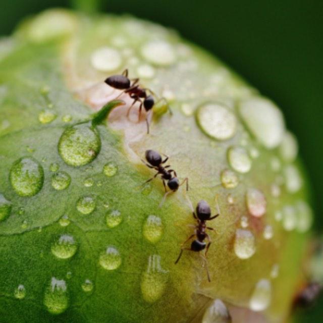 现在有没有独居的蚂蚁?-软件乐园